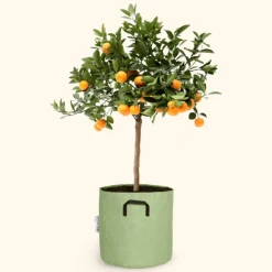 BOURGEON - Citrus calamondin 55cm + pot respirant vert ø20cm