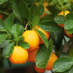 BOURGEON - Citrus calamondin 55cm + pot respirant jaune ø20cm
