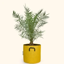 BOURGEON - Dattier des canaries - phoenix canariensis 160cm + pot respirant jaune ø30cm
