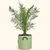 BOURGEON - Dattier des canaries - phoenix canariensis 90cm - pot respirant vert ø30cm