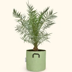 BOURGEON - Dattier des canaries - phoenix canariensis 160cm + pot respirant vert ø30cm