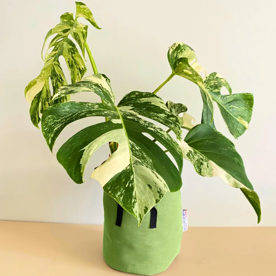 BOURGEON - Monstera deliciosa variegata 50cm + pot respirant vert ø20cm