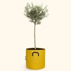 BOURGEON - Olivier européen - olea europaea 110cm + pot respirant jaune ø30cm