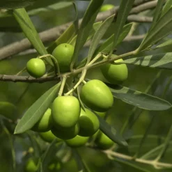 BOURGEON - Olivier européen - olea europaea 90cm + pot respirant jaune ø30cm