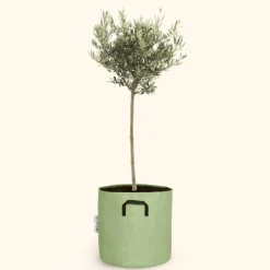 BOURGEON - Olivier européen - olea europaea 90cm + pot respirant vert ø30cm