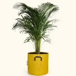 BOURGEON - Palmier areca - dypsis lutescens 150cm + pot respirant jaune ø30cm