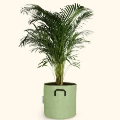 BOURGEON - Palmier areca - dypsis lutescens 150cm + pot respirant vert ø30cm