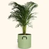 BOURGEON - Palmier areca - dypsis lutescens 120cm + pot respirant vert ø30cm