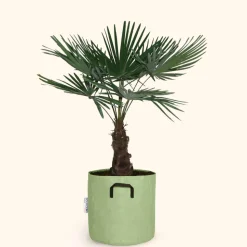 BOURGEON - Palmier de chine - trachycarpus fortunei 150cm + pot respirant vert ø30cm