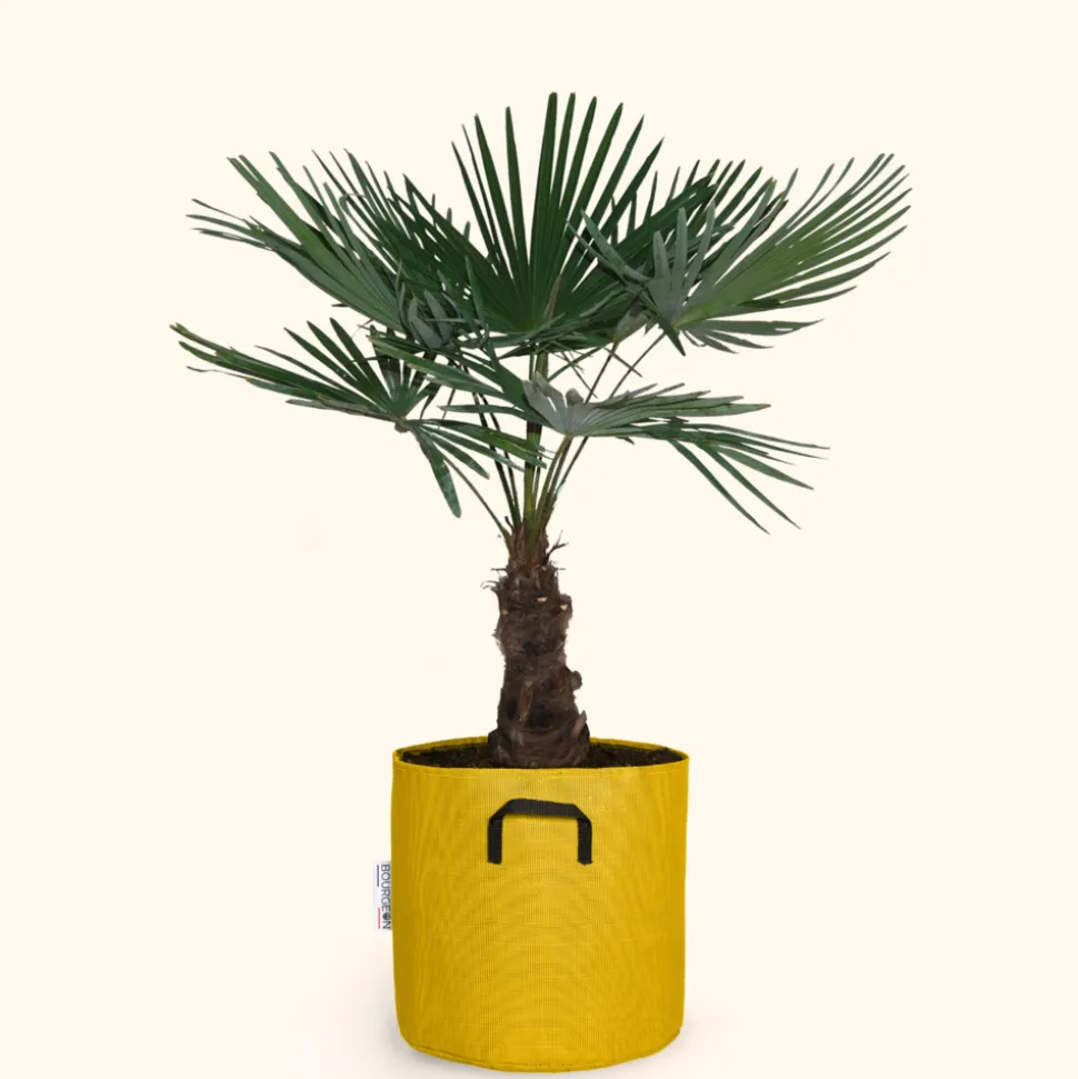 BOURGEON - Palmier de chine - trachycarpus fortunei 150cm + pot respirant jaune ø30cm