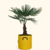 BOURGEON - Palmier de chine - trachycarpus fortunei 100cm + pot respirant jaune ø30cm