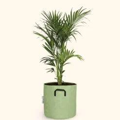 BOURGEON - Palmier kentia - howea forsteriana 170cm + pot respirant vert ø30cm
