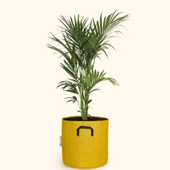 BOURGEON - Palmier kentia - howea forsteriana 170cm + pot respirant jaune ø30cm