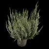 Bruyere calluna garden girls blanche pot 10.5cm