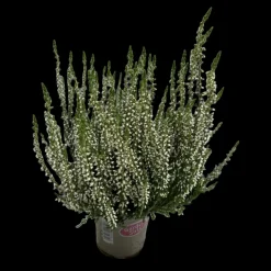 Bruyere calluna garden girls blanche pot 10.5cm