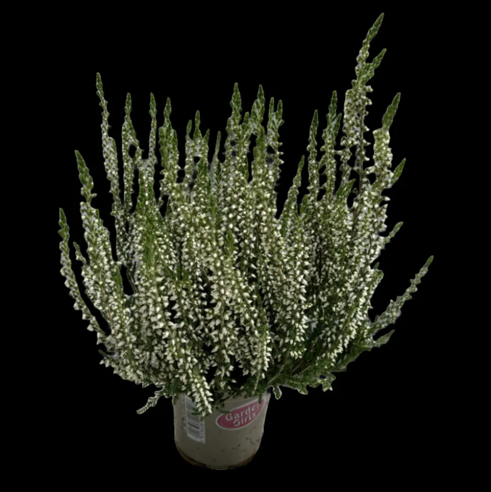 Bruyere calluna garden girls blanche pot 10.5cm