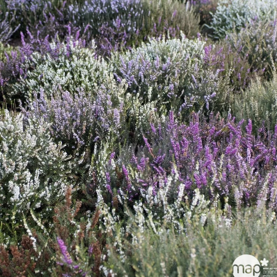 Calluna Garden Girls® : jardinière de 40 cm
