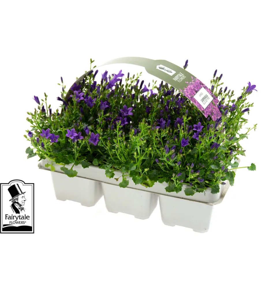 Campanule Get Mee ® - barquette de 6 plants