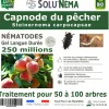 Capnode du pecher - 250 millions nématodes (sc)