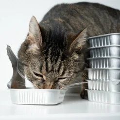 CARNILOVE - Carnilove - friandises sans céréales au poulet pour chat 50g