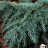Cèdre de l'Himalaya 'Feeling Blue'- Cedrus Deodara 30/40 : pot 3L