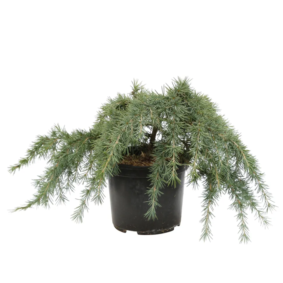 Cèdre de l'Himalaya 'Feeling Blue'- Cedrus Deodara 30/40 : pot 3L