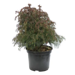 Cèdre du Japon (Cryptomeria japonica) 'Elegans' 40/60 : pot 3L