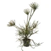 Cèdre du Japon-Cryptomeria japonica- 'Araucarioides' 40/60 : pot 3L