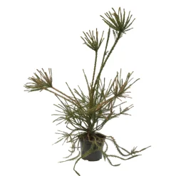 Cèdre du Japon-Cryptomeria japonica- 'Araucarioides' 40/60 : pot 3L
