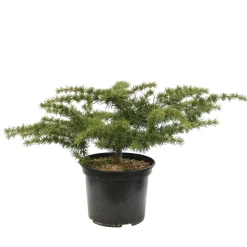 Cèdre du Liban nain - Cedrus libani- 'Nana' 30/40 : pot 3L