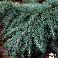 Cedrus Deodara Feeling Blue : H. 30/40 cm pot 4L