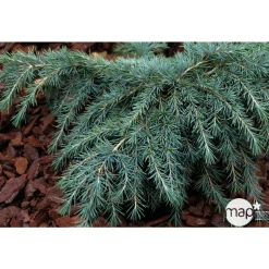 Cedrus Deodara Feeling Blue : H. 30/40 cm pot 4L