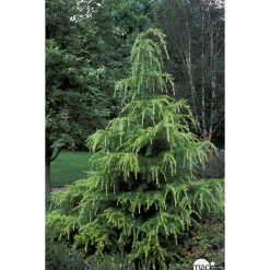 Cedrus Deodara Golden Horizon : H. 30/40 cm pot 4L