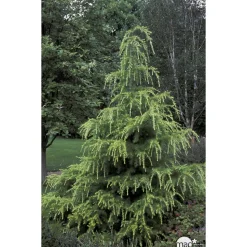 Cedrus Deodara Golden Horizon : H. 30/40 cm pot 4L