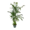 Chamadorea seifrizii : pot D.27cm