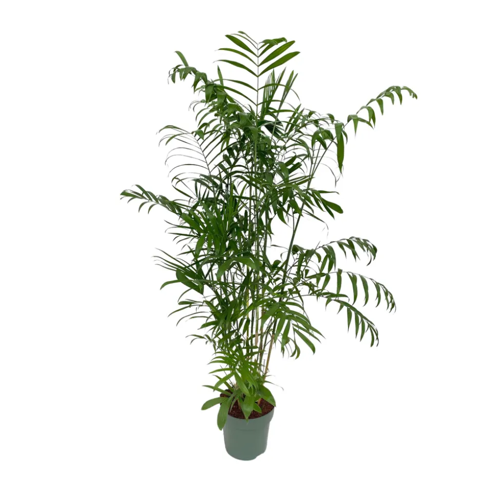 Chamadorea seifrizii : pot D.27cm