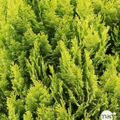 Chamaecyparis Lawsoniana 'Minima aurea' : H 30/40 cm, pot 3L