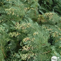 Chamaecyparis Lawsoniana 'Minima Glauca' : H. 25/30 cm, pot 4L