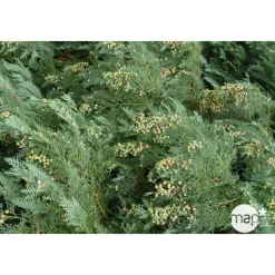 Chamaecyparis Lawsoniana 'Minima Glauca' : H. 25/30 cm, pot 4L