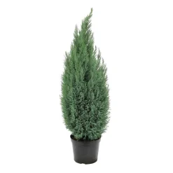 Chamaecyparis Lawsoniana Ellwoodii : 90/100 cm pot 10L
