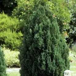 Chamaecyparis Lawsoniana Ellwoodii : 90/100 cm pot 10L