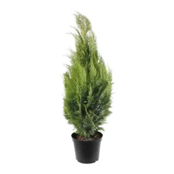 Chamaecyparis Lawsoniana Allumii Gold : 100/125 cm pot 4L