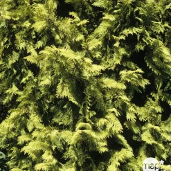 Chamaecyparis Lawsoniana Allumii Gold : 100/125 cm pot 4L