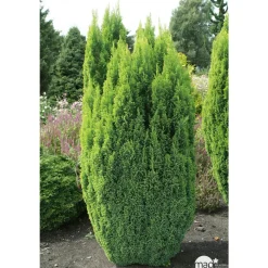 Chamaecyparis Lawsoniana Ellwood's Gold : 40/50 cm pot 4L