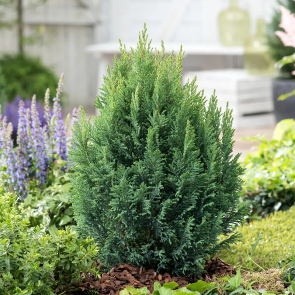Chamaecyparis lawsoniana 'Ellwoodii' :40/60cm 4L