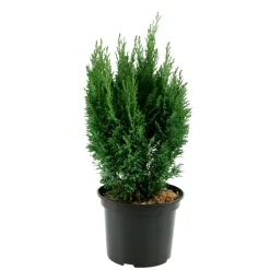 Chamaecyparis lawsoniana 'Ellwoodii' :40/60cm 4L