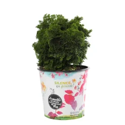 Chamaecyparis obtusa - Pot 4,5L