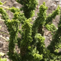 Chamaecyparis obtusa ' Sheriman ' : hauteur 20/25 cm pot 3,7 L