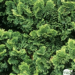 Chamaecyparis obtusa Nana Gracilis, greffé : H 20/25 : pot 3 L