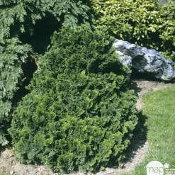 Chamaecyparis obtusa Nana Gracilis, greffé : H 20/25 : pot 3 L